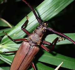 Aegosoma sinicum sinicum