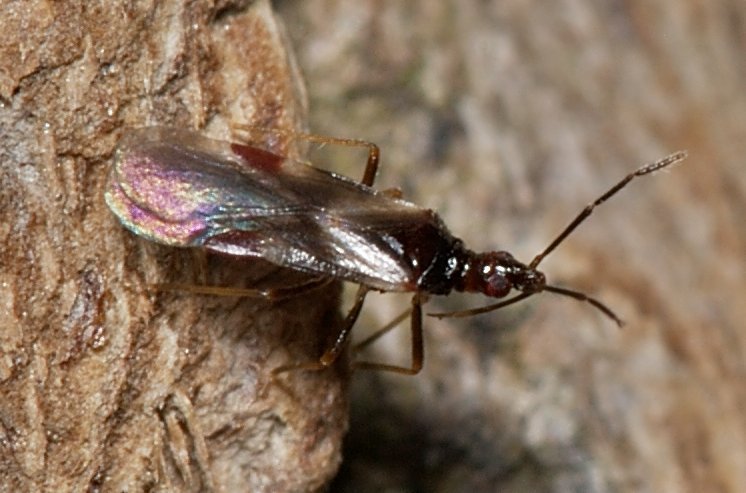 Loricula elegantula