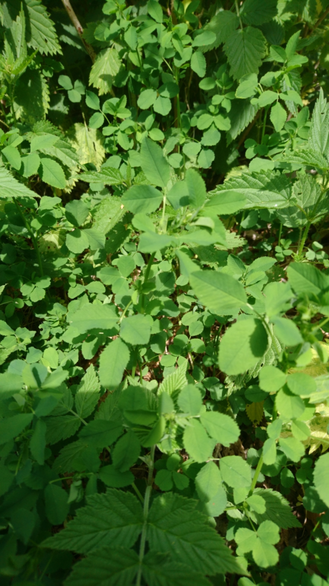 Medicago carstiensis