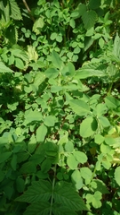 Medicago carstiensis