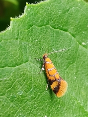 Promalactis procerella