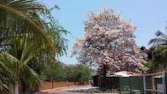 Tabebuia rosea
