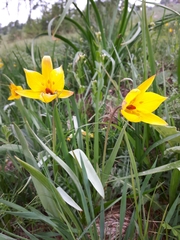 Tulipa sylvestris australis