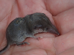Suncus etruscus