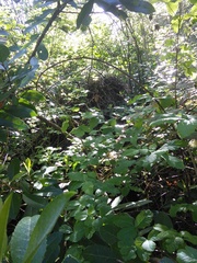 Neotoma fuscipes annectens