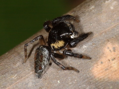 Kalcerrytus