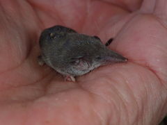Suncus etruscus