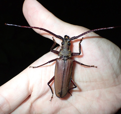 Aegosoma sinicum sinicum