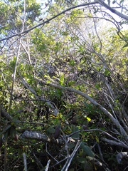 Neotoma fuscipes annectens