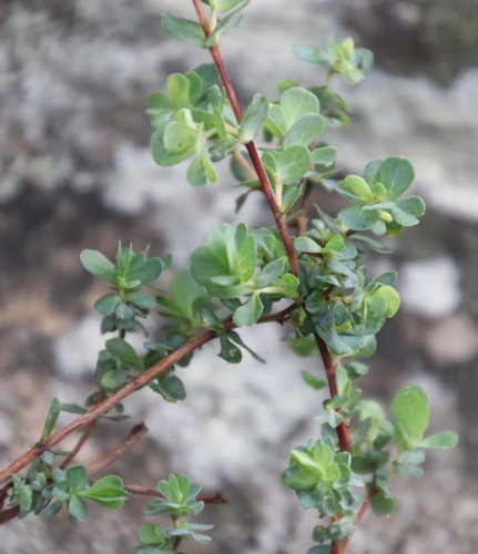 Image of Cliffortia obcordata by (c) Tony Rebelo, some rights reserved (CC BY-SA)