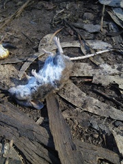 Neotoma fuscipes annectens