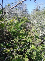 Neotoma fuscipes annectens