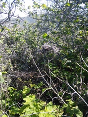 Neotoma fuscipes annectens