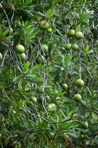Cerbera odollam