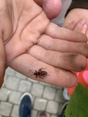 Pyrrhocoris apterus