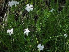 Dianthus petraeus