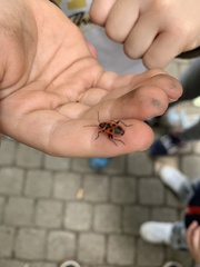 Pyrrhocoris apterus