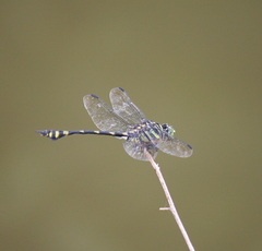 Ictinogomphus lieftincki