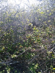 Neotoma fuscipes annectens