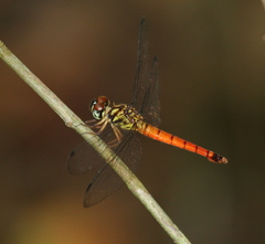 Lyriothemis meyeri