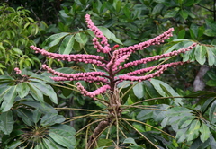 Heptapleurum actinophyllum