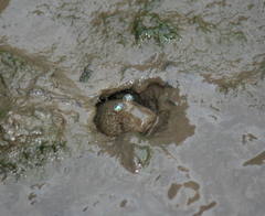 Periophthalmodon schlosseri