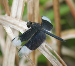 Neurothemis decora