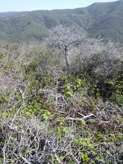 Neotoma fuscipes annectens