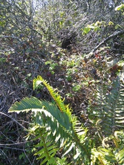 Neotoma fuscipes annectens