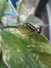 Odonata
