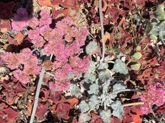 Eriogonum grande rubescens