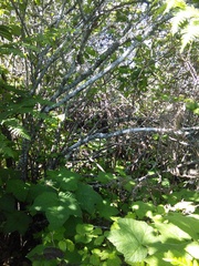 Neotoma fuscipes annectens