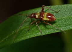 Closterotomus fulvomaculatus