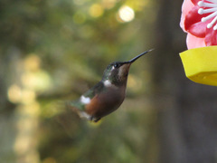 Calliphlox amethystina