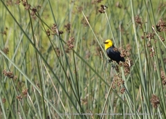 Chrysomus icterocephalus bogotensis