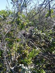 Neotoma fuscipes annectens