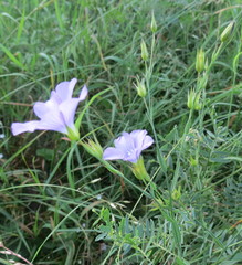 Linum nervosum