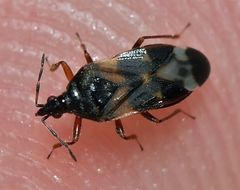 Anthocoris nemoralis