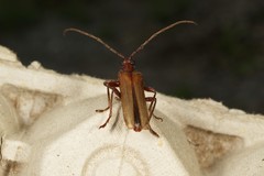 Centrodera decolorata