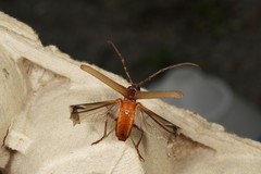 Centrodera decolorata