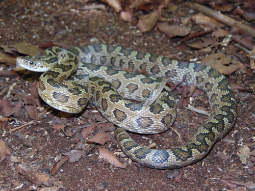 Green Rat Snake