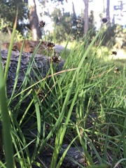 Juncus phaeocephalus