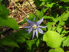 Clematis macropetala