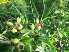 Crataegus ucrainica