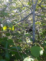 Neotoma fuscipes annectens