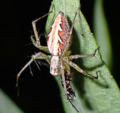 Oxyopes