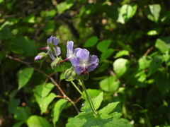 Geranium platyanthum