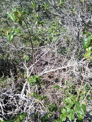 Neotoma fuscipes annectens