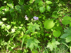 Geranium platyanthum