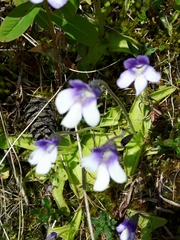 Pinguicula